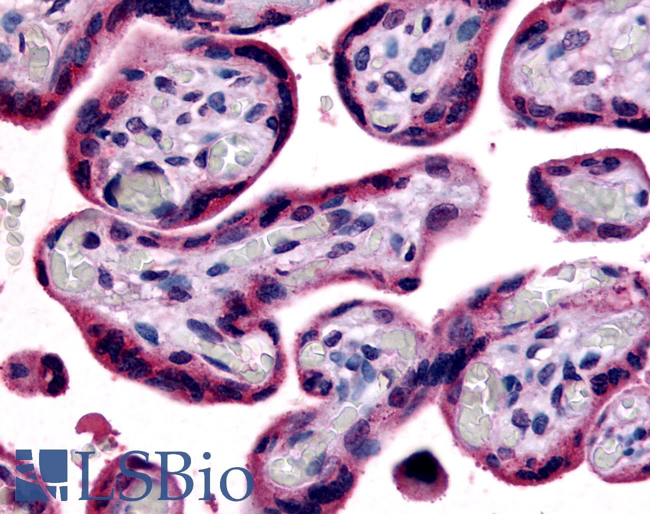 IHC-plus™ SLC7A5 / CD98 Light Chain Antibody (Internal)