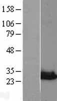 NIPSNAP3A Protein (Over-Expression Lysate Myc-DDK (Flag))