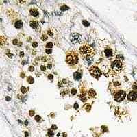 MORF4L1 / MRG15 Antibody (Internal)