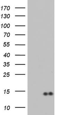 Monoclonal Mouse anti-Human CCL19 / MIP3-Beta Antibody (clone OTI6A3, aa22-98, WB)