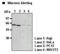 TRAF2 Antibody (clone 6F8)