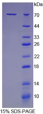 Mouse HSPA1B Protein (Recombinant His)