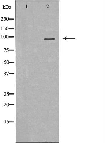 LEPR / Leptin Receptor Antibody