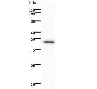 BDP1 Antibody (clone 2073D1a)