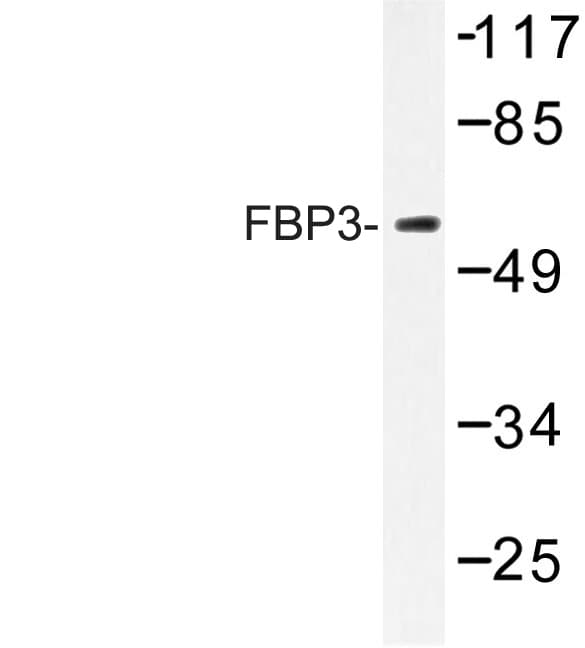 FUBP3 Antibody (Arg241)
