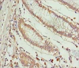 SPFH2 / ERLIN2 Antibody