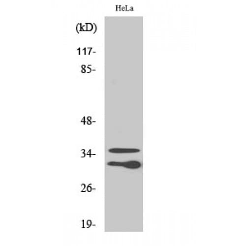 CTRP10 / C1QL2 Antibody (200-280 aa, C-terminal)