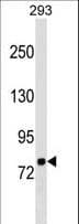 LETM1 Antibody (aa577-607)