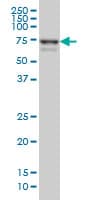 Monoclonal Mouse anti-Human MYNN Antibody (clone 3E8, IHC, IF, WB)