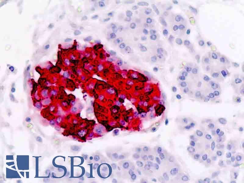 PathPlus™ Monoclonal Mouse anti-Human Insulin Antibody (clone D3E7 (5B6/6), IHC)