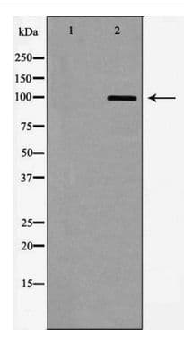 GRM8 / MGLUR8 Antibody
