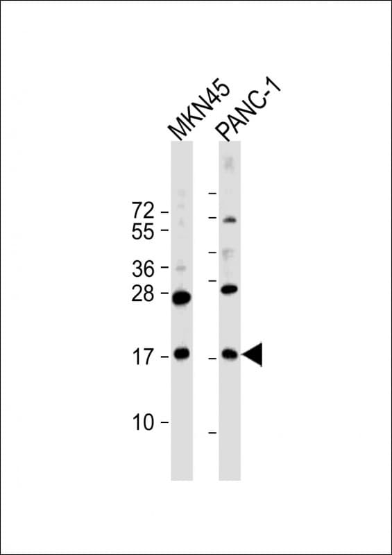FAM159B Antibody (C-Terminus)