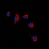 CLDN2 / Claudin 2 Antibody (C-Terminus)