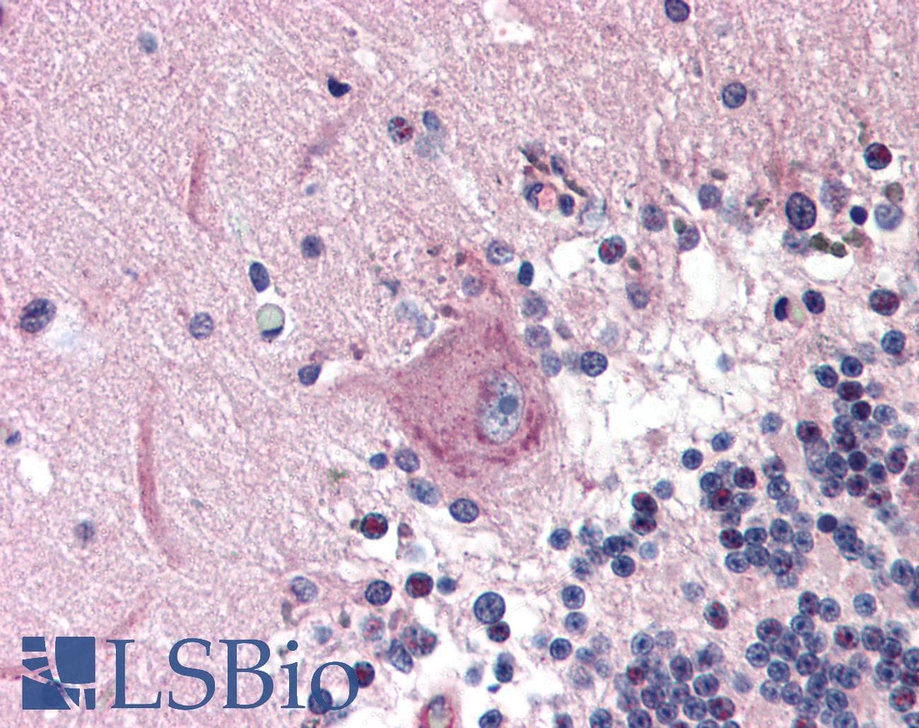 IHC-plus™ MAD2B / REV7 Antibody (N-Terminus)