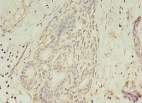 GCC1 / GCC88 Antibody