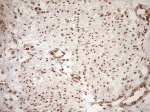NUDT21 Antibody (aa2-227, clone OTI2C8)