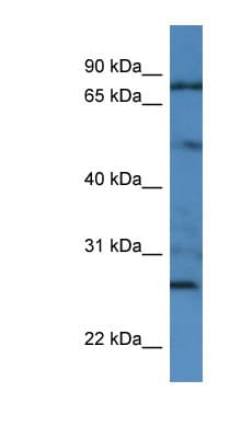 GOLGA1 / Golgin-97 Antibody (N-Terminus)