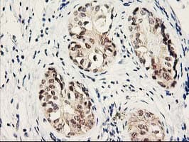 PSMB4 Antibody (clone OTI2C9)