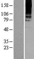 GRM8 / MGLUR8 Protein (Over-Expression Lysate Myc-DDK (Flag))