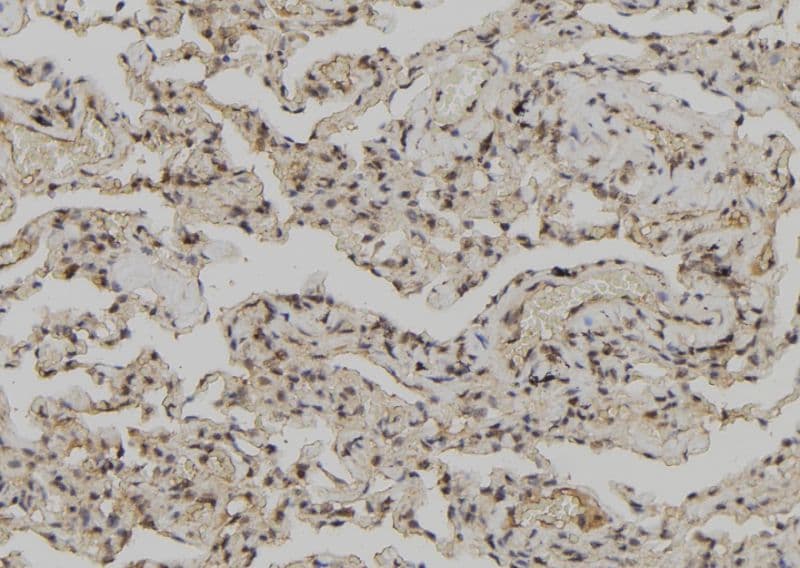 ANXA4 / Annexin IV Antibody