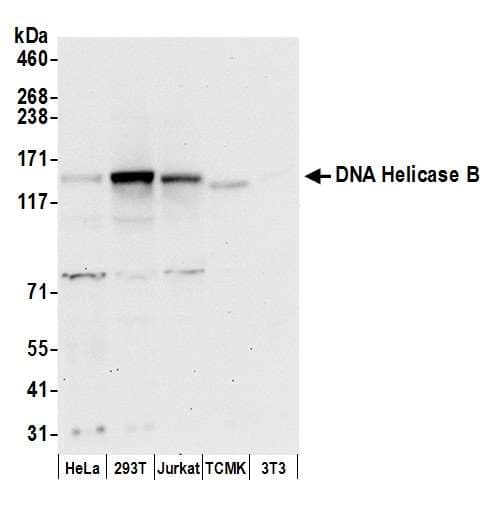 HELB Antibody (aa1037-1087)