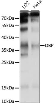 Polyclonal Rabbit anti-Human D-Binding Protein / DBP Antibody (WB)