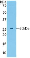 GSTA4 Antibody (aa1-222)