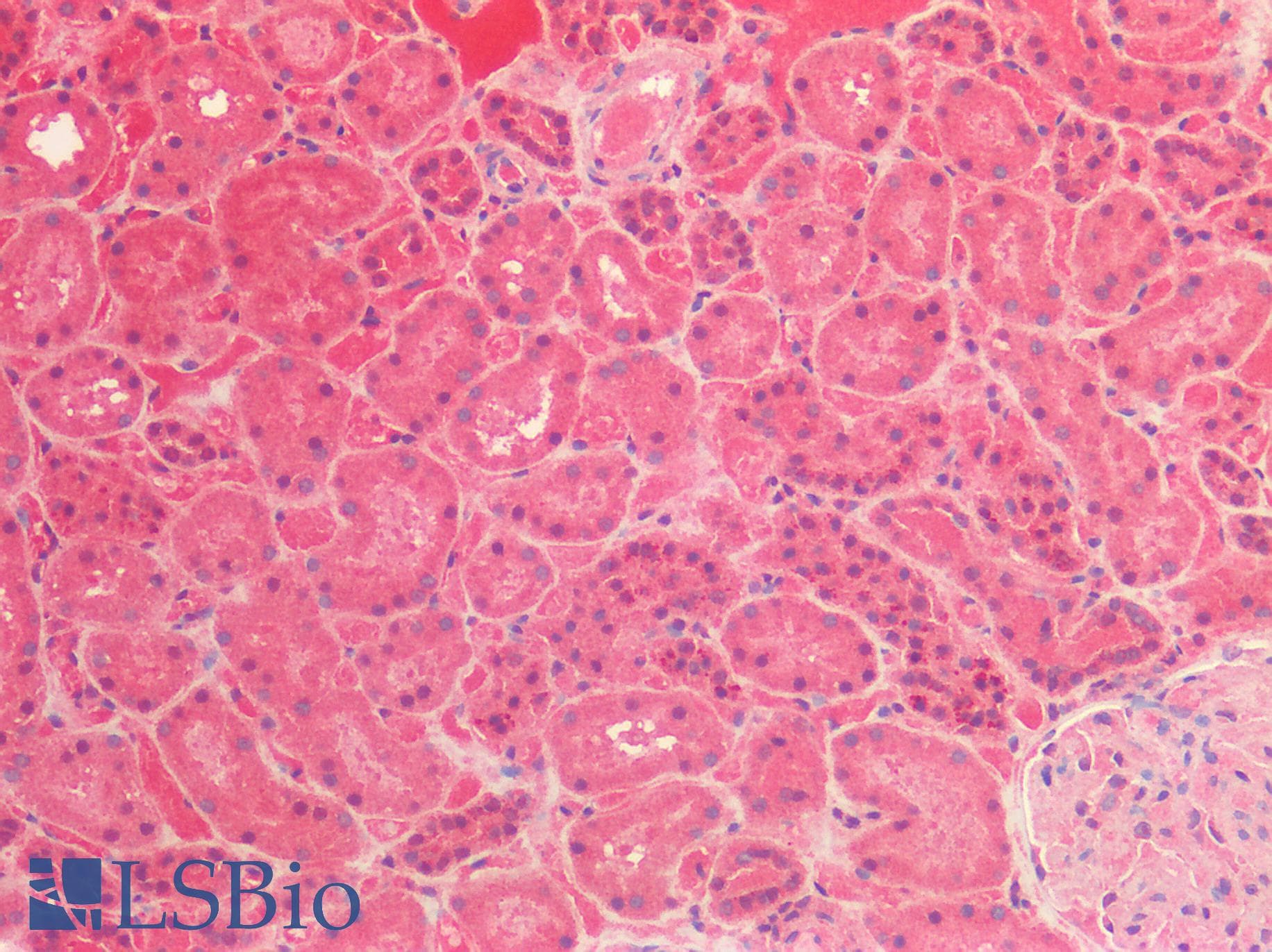 IHC-plus™ FOLH1 / PSMA Antibody