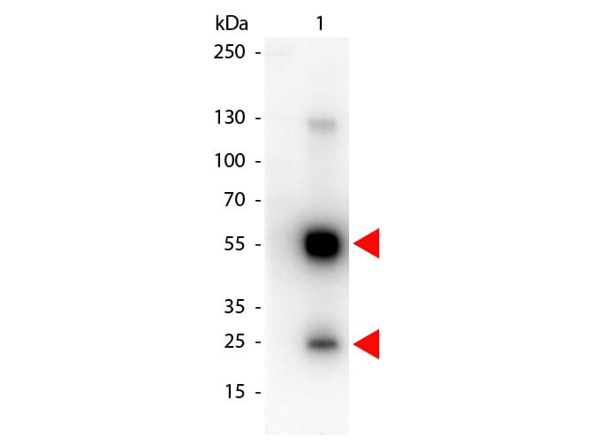 Goat Anti-Rat IgG Secondary Antibody (HRP)