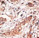 DOK4 Antibody (aa228-258)