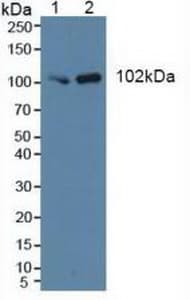 PIK3C3 / VPS34 Antibody (aa631-885, PE)