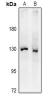 NOS3 / eNOS Antibody