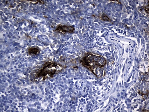 CLEC4M / L-SIGN / CD299 Antibody (aa74-329, clone OTI10C3)