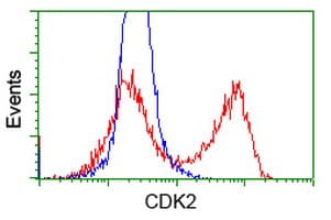 CDK2 Antibody (clone OTI1C4)