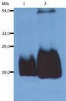 CD59 Antibody (clone MEM-43/5)