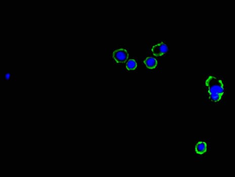 Polyclonal Rabbit anti-Human GJB1 / CX32 / Connexin 32 Antibody (IHC, IF)