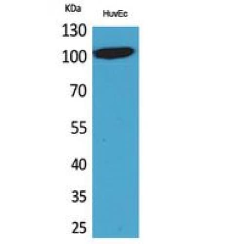 NFATC1 / NFAT2 Antibody (881-930 aa, C-terminal)
