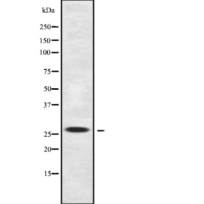 BSX Antibody