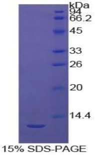 Bovine CASP4 / Caspase 4 Protein (Recombinant His)