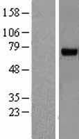 RHOBTB3 Protein (Over-Expression Lysate Myc-DDK (Flag))