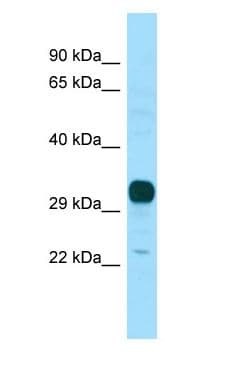 Polyclonal Rabbit anti-Human NPBWR1 / GPR7 Antibody (N-Terminus, WB)