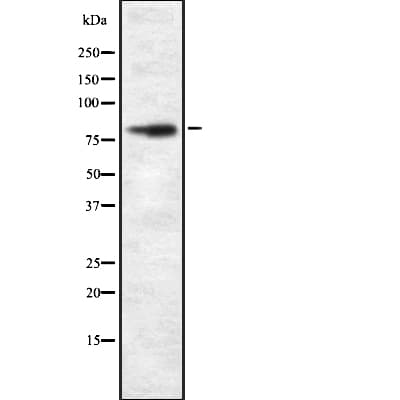 UIMC1 / RAP80 Antibody