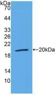 LTBR Antibody (aa66-215)