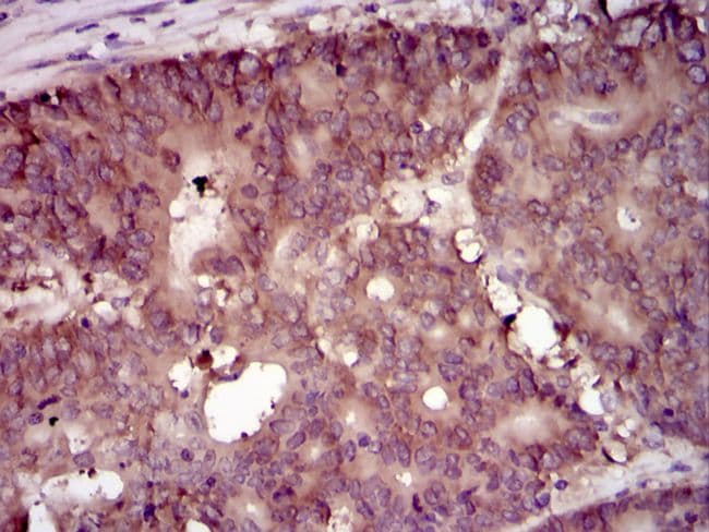 Monoclonal Mouse anti-Human EIF4B Antibody (clone 1F5, IHC, IF, WB)