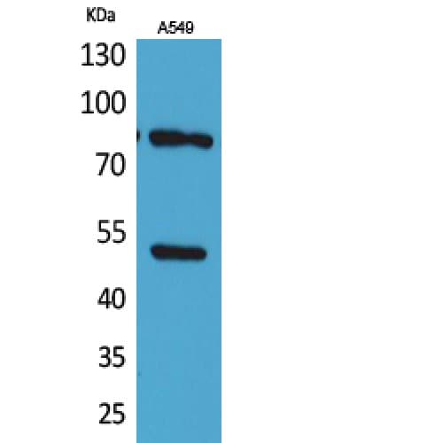Polyclonal Rabbit anti-Human HSP90 / Heat Shock Protein 90 Antibody (acetylation site of K435., WB)