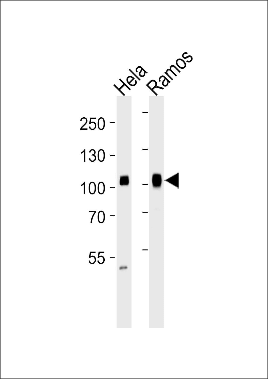 Monoclonal Mouse anti-Human SP1 Antibody (clone 1326CT463.109.176, IF, WB)