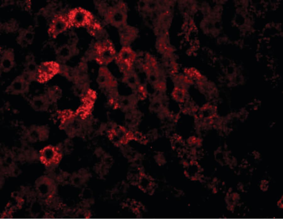 Polyclonal Rabbit anti-Human JMJD7 Antibody (IHC, IF, WB)