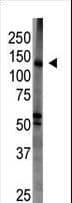 MAGI1 Antibody (aa1227-1256)