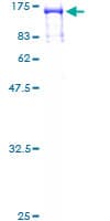 Human RFX3 Protein (Recombinant GST)