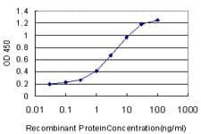 PPIG / Cyclophilin G Antibody (clone 4F8)